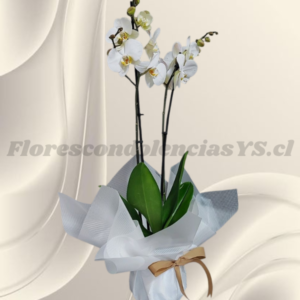 Orquídea para expresar condolencias, color a elección