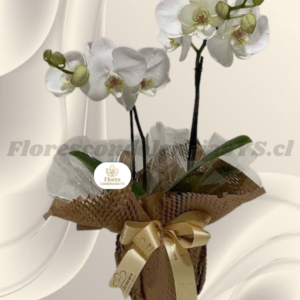 Orquídea en 2 varas, linda base decorada y lazo