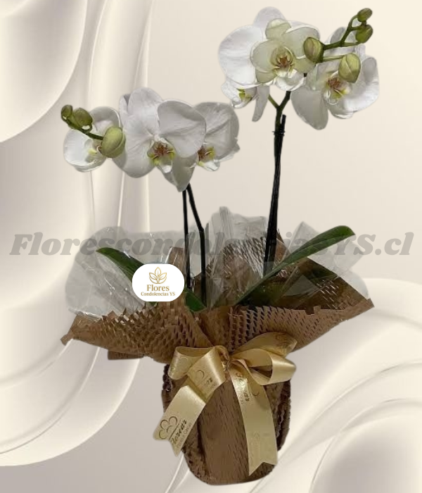 Orquídea en 2 varas, linda base decorada y lazo