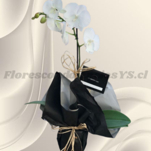 Delicada orquídea en 1 vara y base decorada y lindo lazo