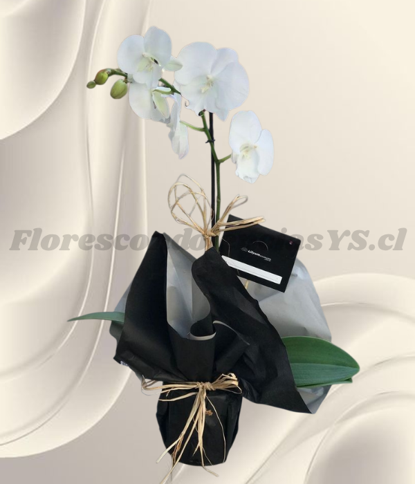Delicada orquídea en 1 vara y base decorada y lindo lazo