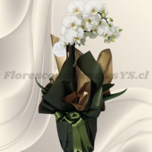 Orquídea en 1 vara para condolencia, base y delicada envoltura