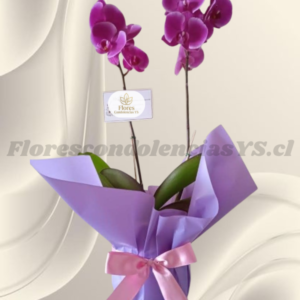 Orquídea lila en 2 varas, Base decorada en delicado papel y lazo