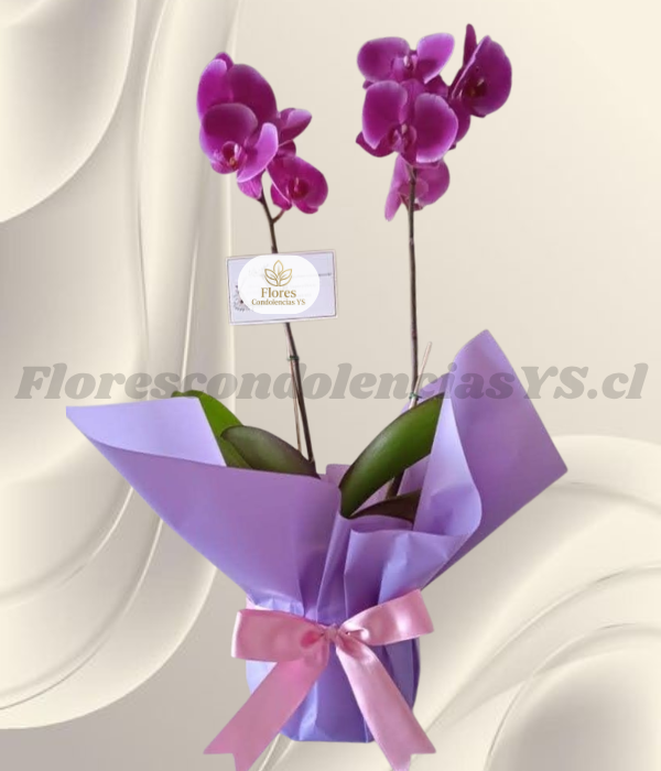 Orquídea lila en 2 varas, Base decorada en delicado papel y lazo