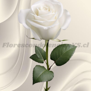 Rosa blanca para adicional