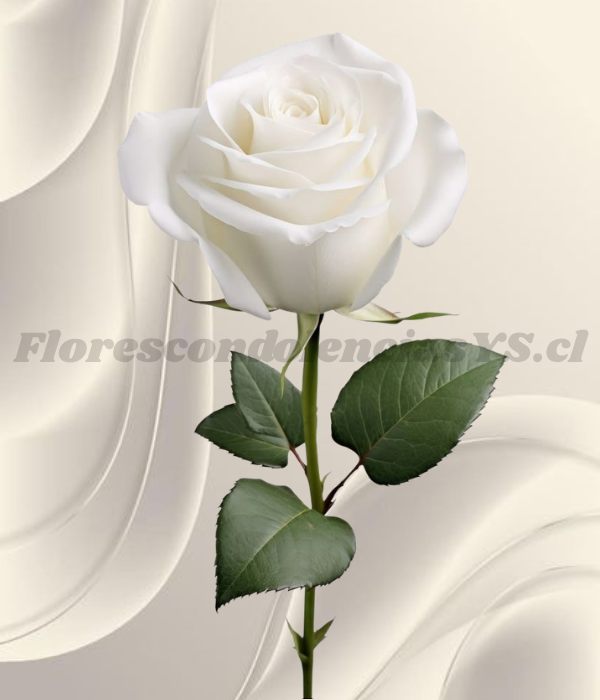 Rosa blanca para adicional