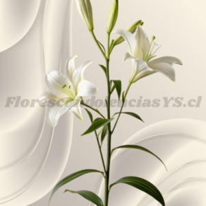 Vara de lilium para adicional