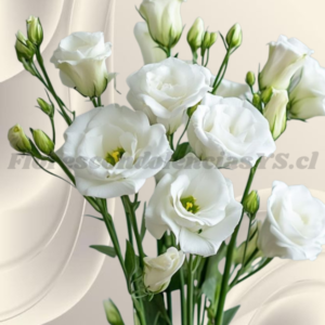 Varas de lisianthus para adicional