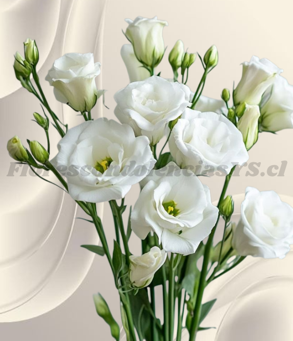 Varas de lisianthus para adicional