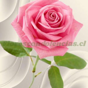 Rosa rosada para adicional