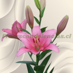 Lilium rosado para adicional
