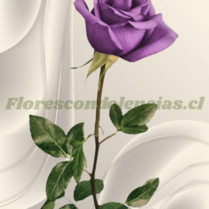 Rosa lila para adicional