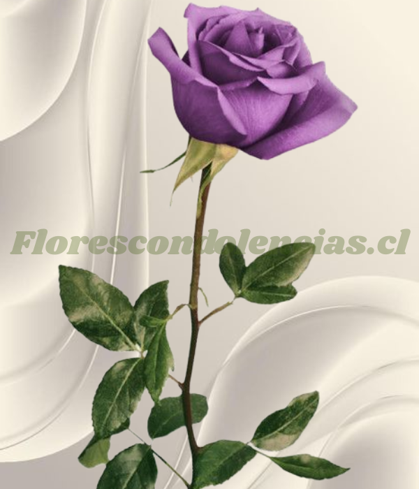 Rosa lila para adicional