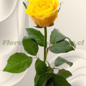 Rosa amarilla para adicional