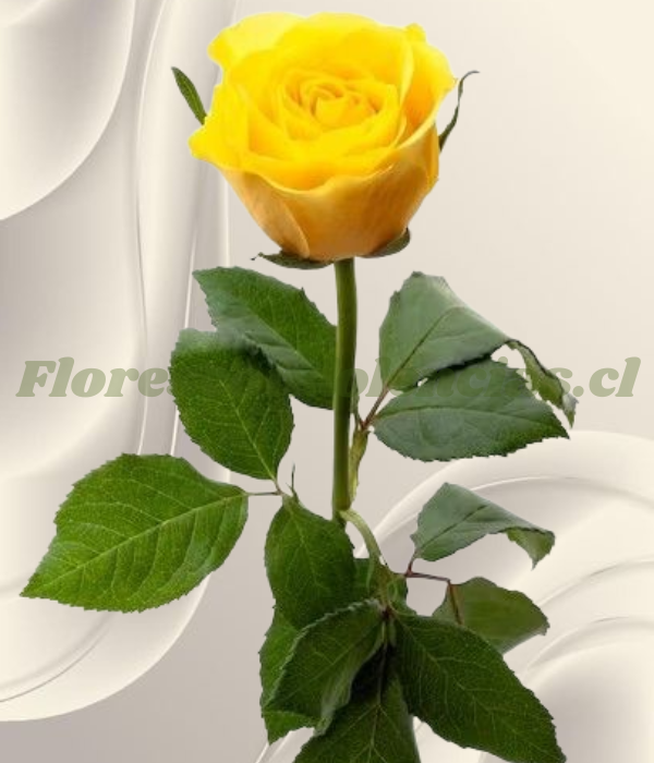 Rosa amarilla para adicional