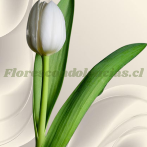 Tulipan blanco para adicional